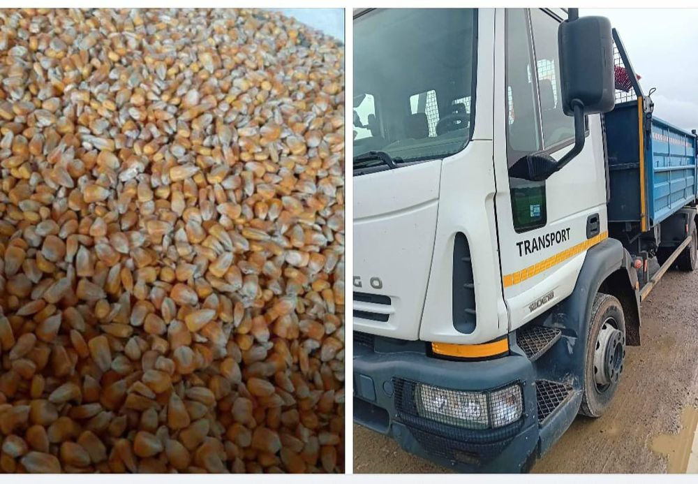 Kukurydza sucha z transportem, również S /K/U/pszenżyto, owies,