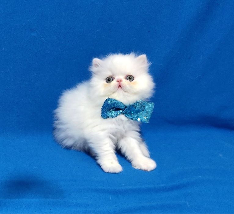 Гарний перс білого кольору.Дівчинка з документами.