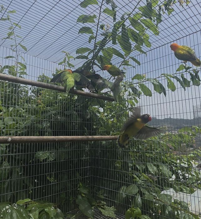 Agapornis fischeri e personatas