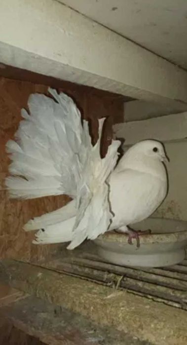 Sprzedam gołebia pawika