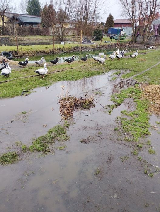 Sprzedam kaczki i kaczry