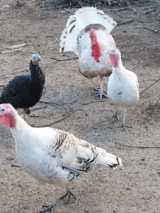 Perus vende se (machos e femeas)