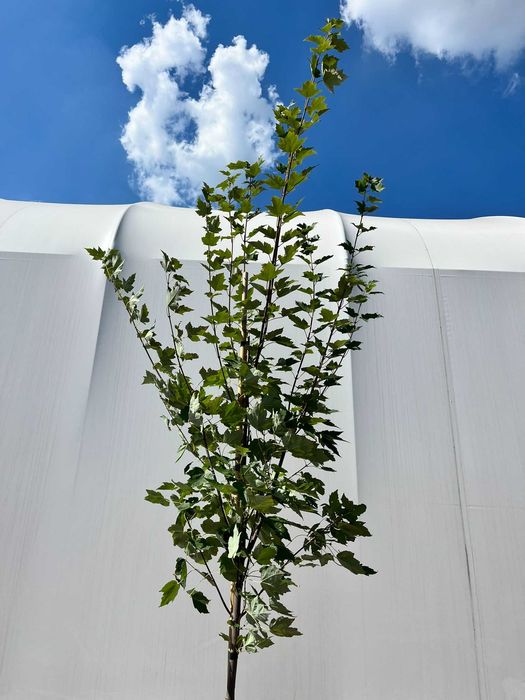 Klon czerwony Acer rubrum C15 Ø 8–10 - intensywne kolory jesieni