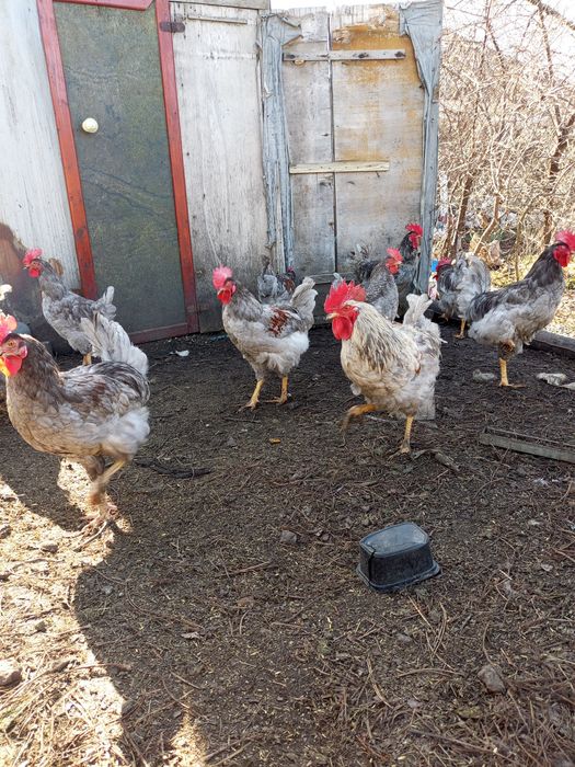 Продам домашних петухов!