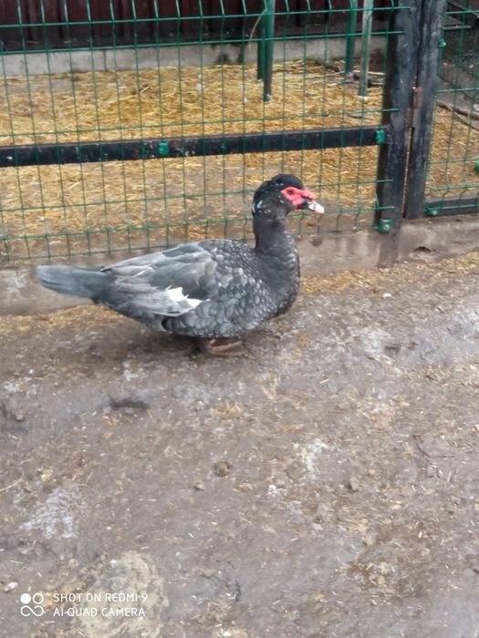 Індокачки, мускусные утки