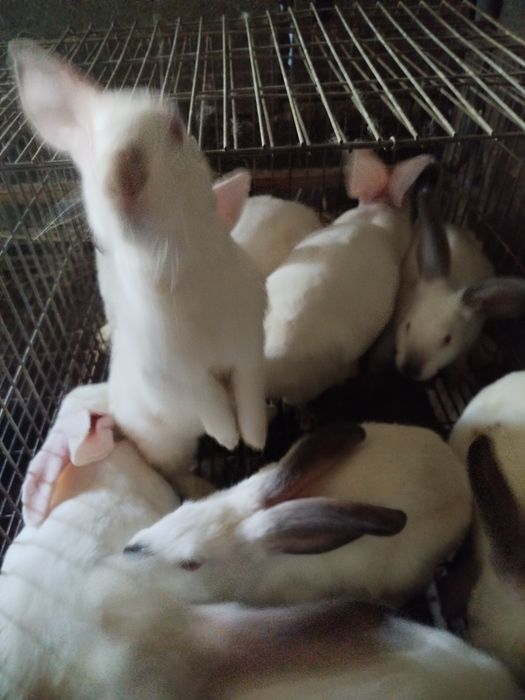 Coelhos caseiros