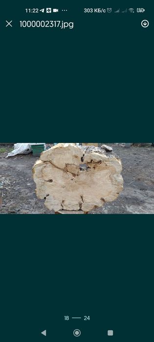Клён каповый.Экслюзивный.