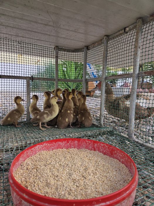Patos mudos chocolate jovens