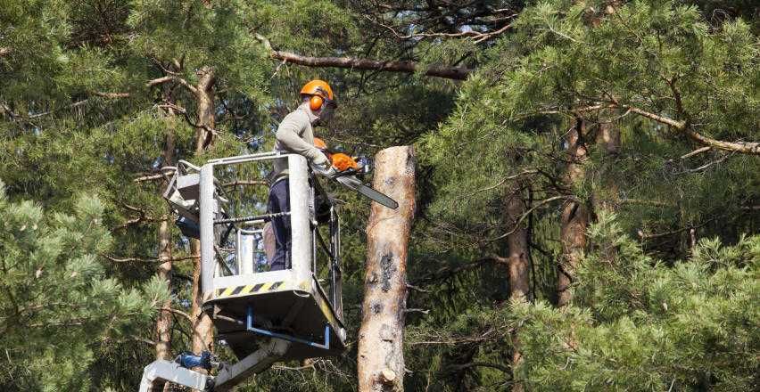 wycinka drzew podnośnik koszowy