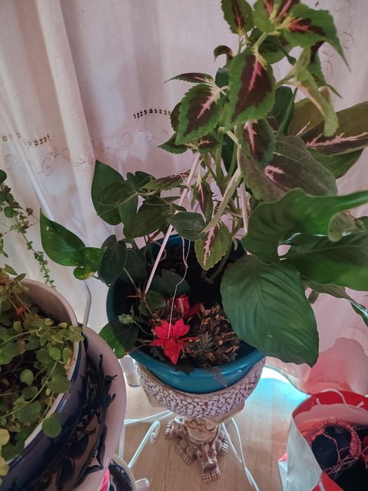 Plantas ornamentais