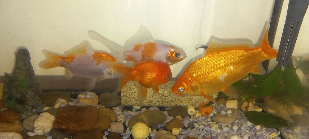 Peixes de água fria