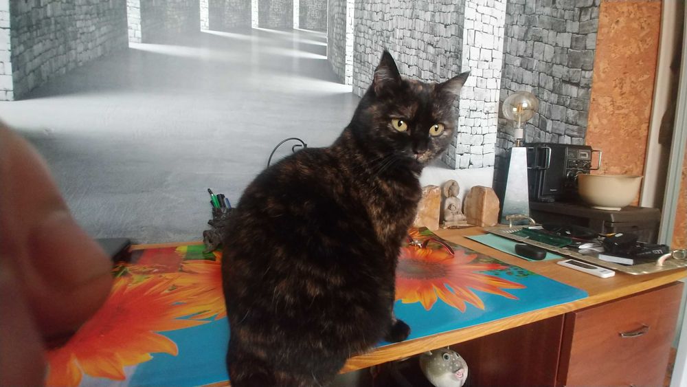 Отдам в хорошие руки  кошку