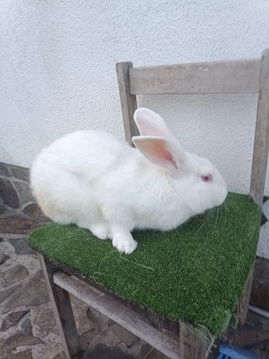 Панон...Продам кріля,крілицю,молодняк Панон на плем'я