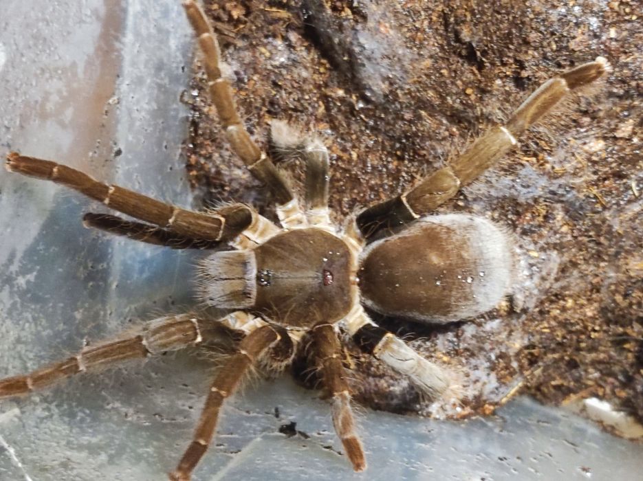 Hysterocrates gigas.dorosła samica