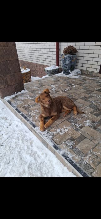 Ярко  риже  щеня підрощене з прививками