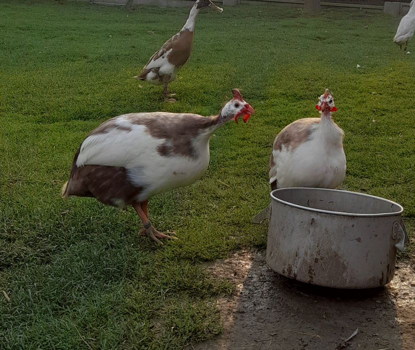 Jaja perlicze , perliczki , biegus i inne.