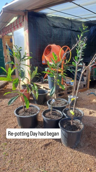 Tropical fruit trees / arvores tropicais