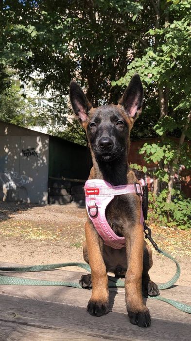 Бельгийская овчарка малинуа