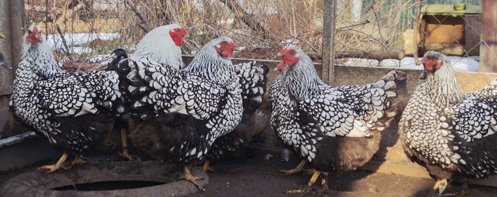 Інкубаційне яйце віандот срібло