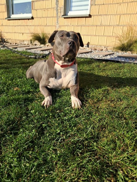 American Staffordshire Terrier Amstaf BLUE