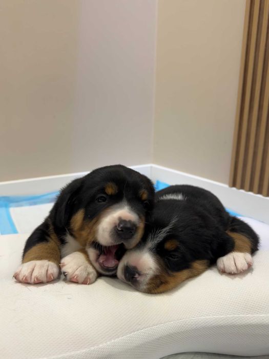 Entlebucher Sennenchund FCI - Suczka