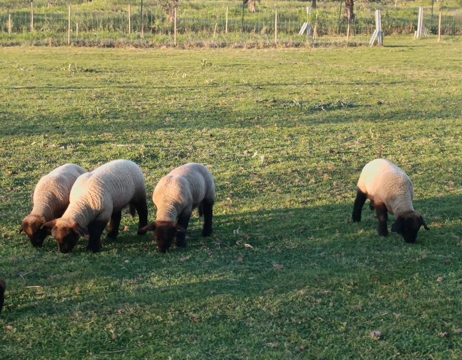 Borregos Suffolk