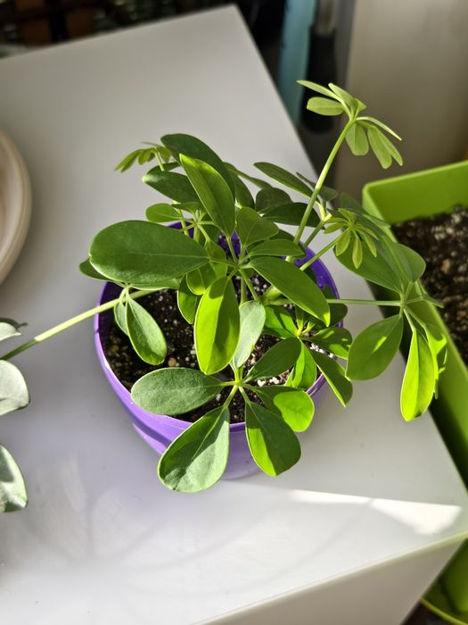 Шеффлера кімнатна деревовидна