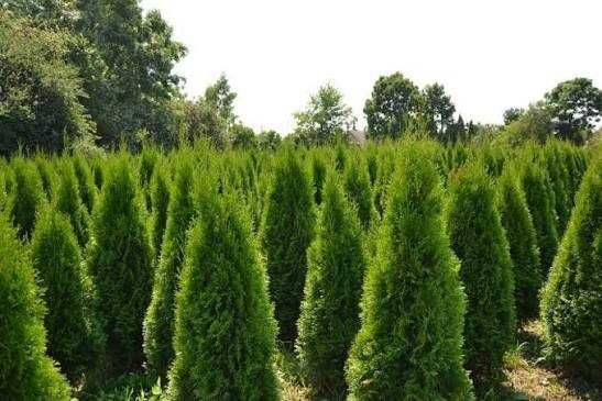 Tuje szmaragd dostawa/sadzenie