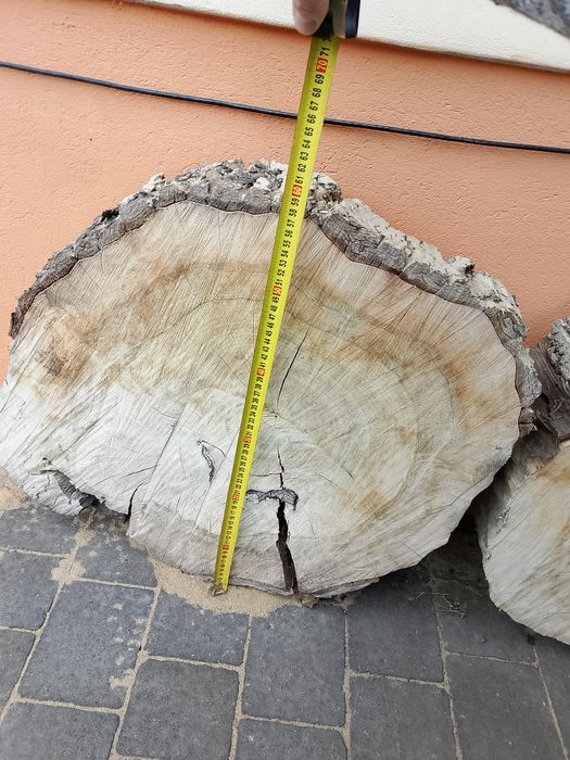 Plaster drzewa krążek orzech