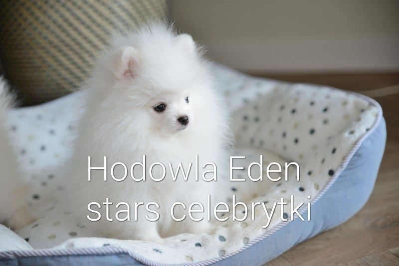 Pomeranian biała sunia