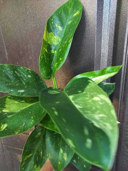 Філодендрони  Paraiso Verde, Florida Bronze та інш., кімнатні квіти