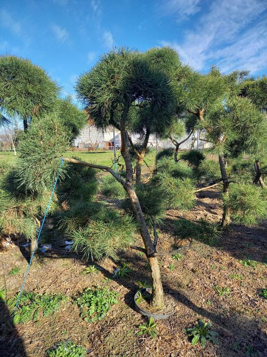 Sosna formowana Bonsai-WYPRZEDAŻ