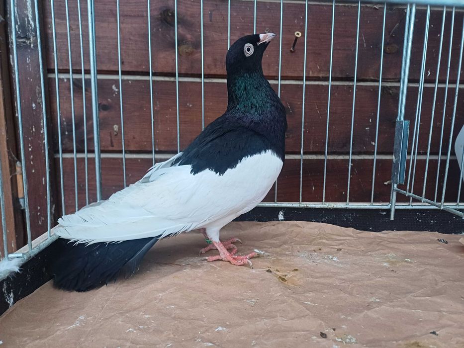 Sroka krakowska samiec