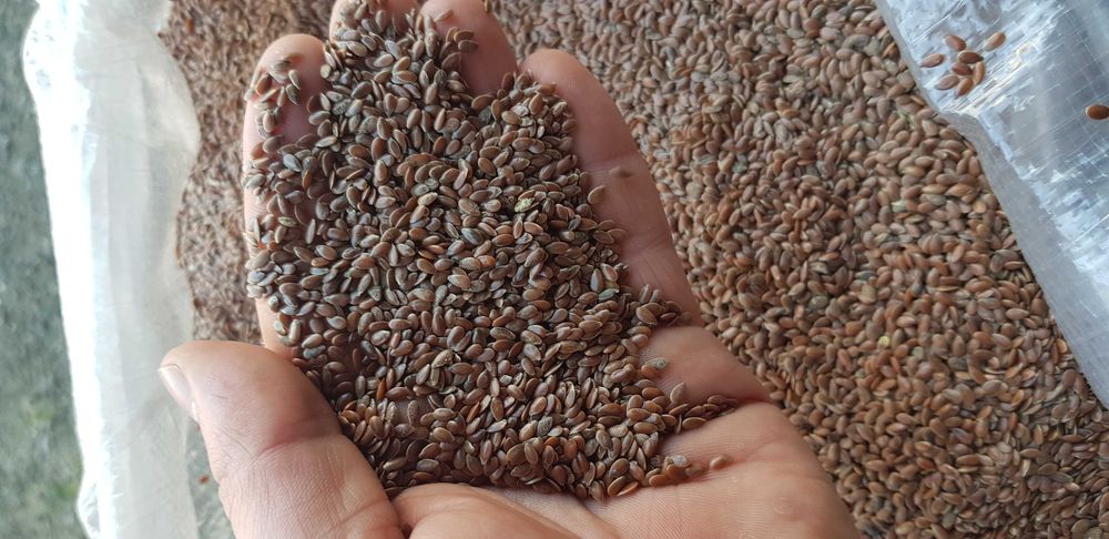 Siemię Lniane Brązowe Len czyszczony (czystość 99,8%)