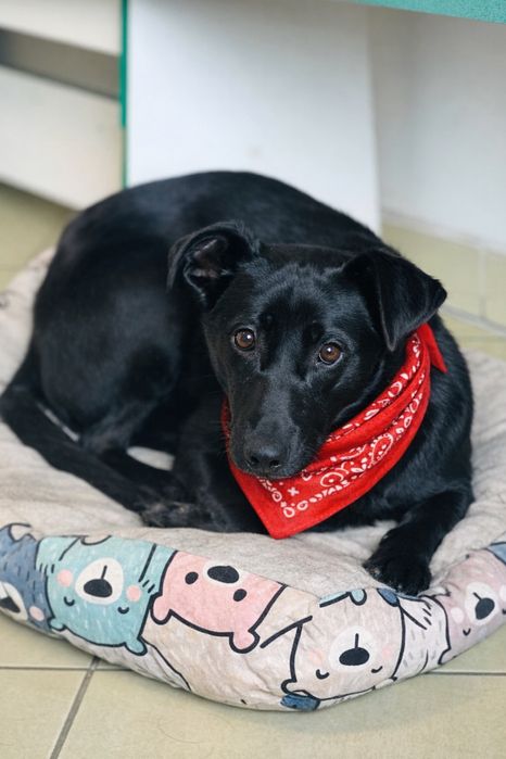 Skrzywdzony Murzyn szuka domku