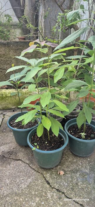 Abacateiros da ilha da madeira