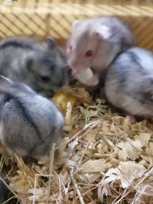 Хомячки джунгарики, хомяки джунгарские