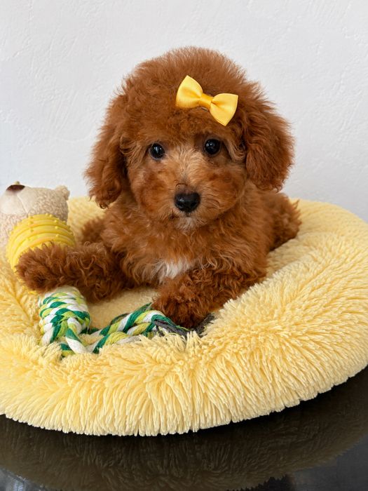 Dziewczynka  Maltipoo