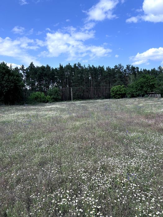 Продам ділянку у Вищій Дубечні біля лісу