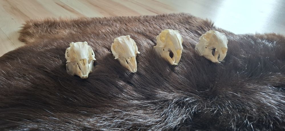 4 czaszki z krolikow