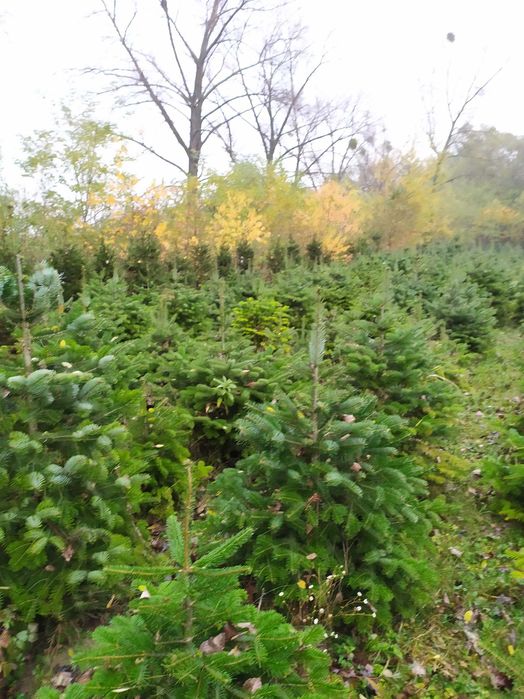 Jodła kaukaska , świerk , tuja - Producent - plantacja