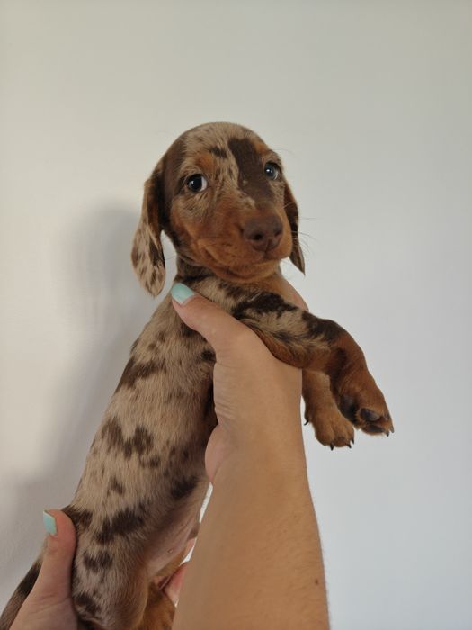 Cachorro Teckel Merle