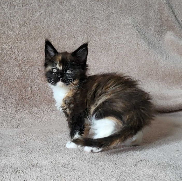 Kolorowa dziewczynka mco z rodowodem FPL