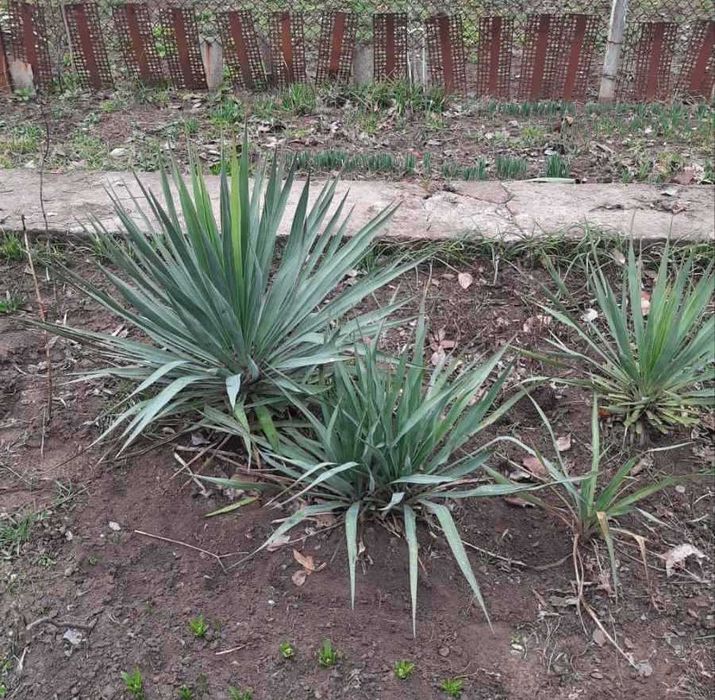 юкка       зеленая