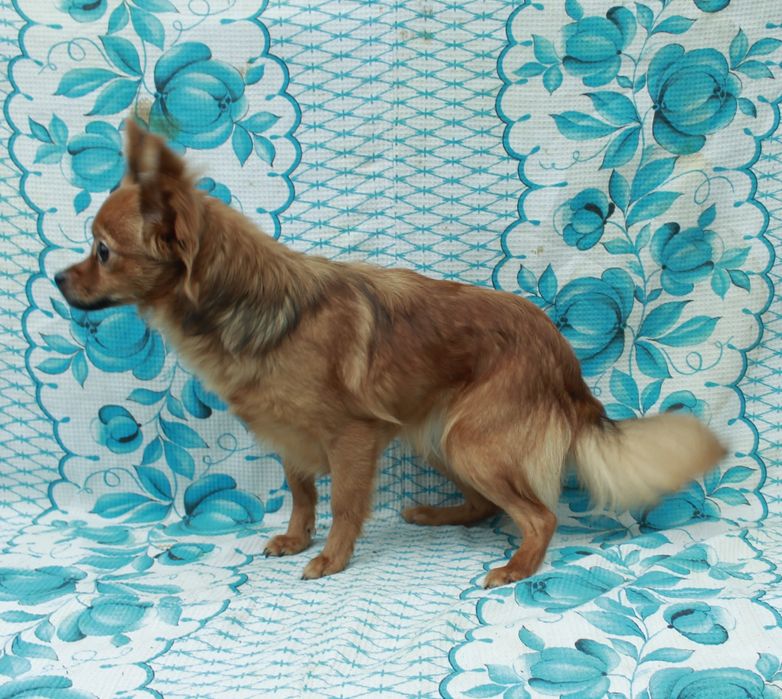 Девочка длинношорстного той-терьера  ищет семью.