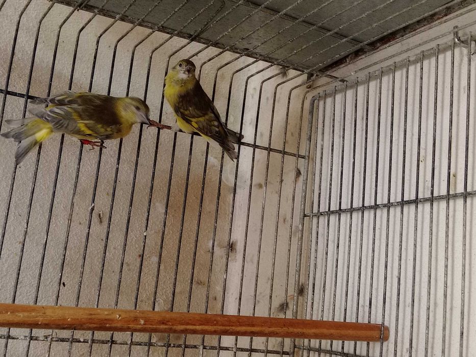 Vendo 3 fêmeas de magelanicus diluídas de 2026