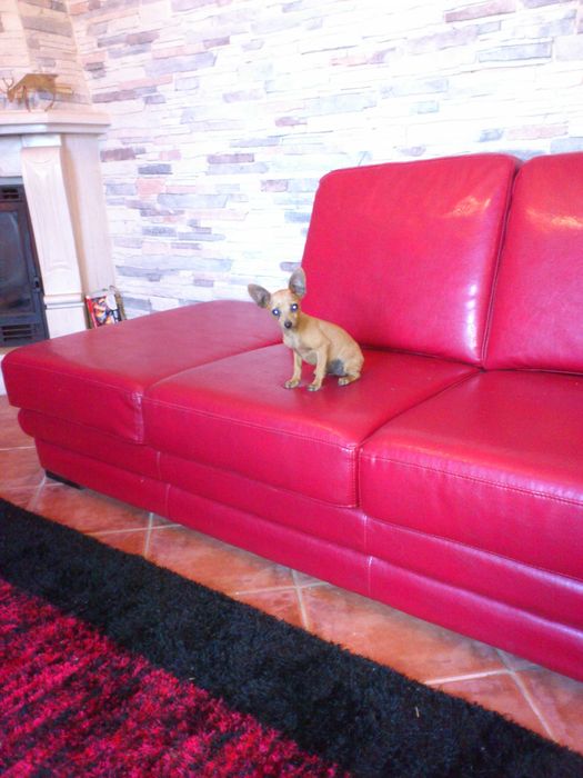 Pinscher super miniatura menino