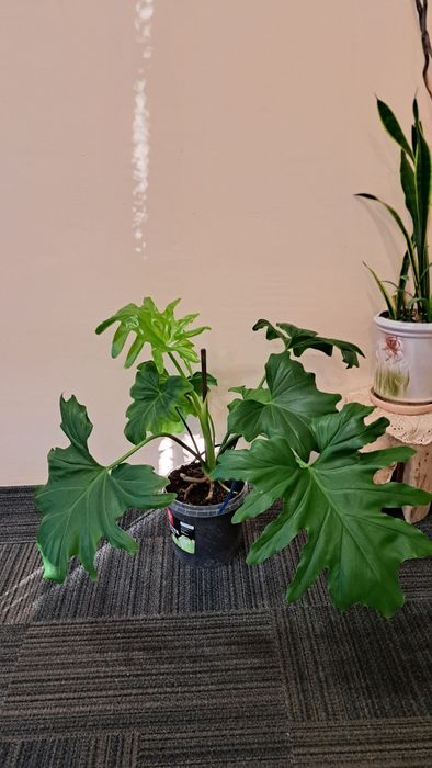 Філодендрон деревовидний