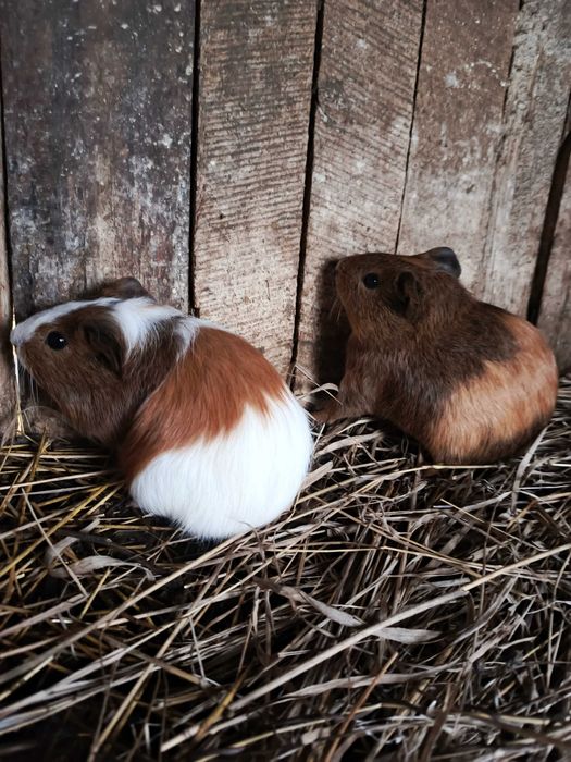 Продам морських свинок для втіхи радості вашої дитини.