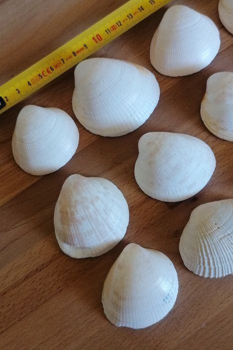 Conjunto de 12 conchas do mar